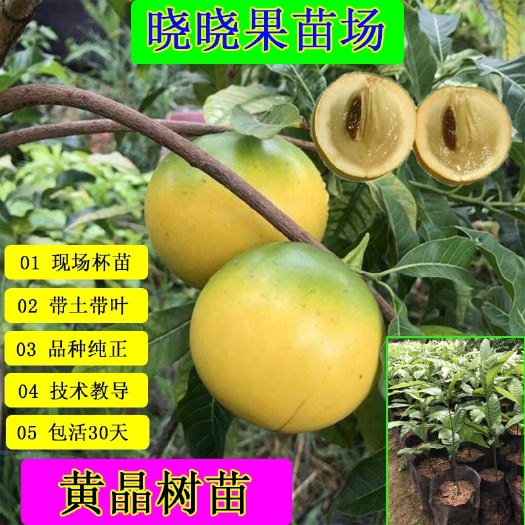 灵山县黄晶果苗 黄晶果树苗