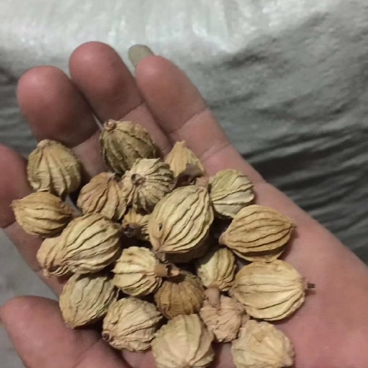 贞丰县春砂仁 新货上市，无硫，绿色