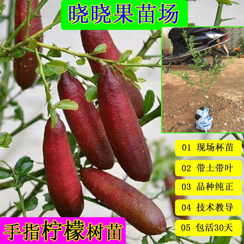  柠檬树苗澳洲手指柠檬嫁接苗带土带叶发货包邮盆栽地栽都可种植