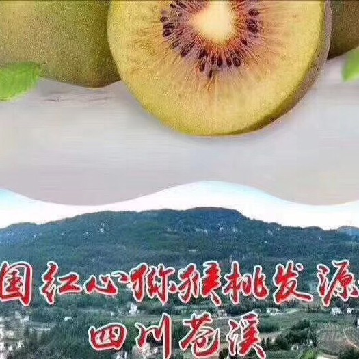 苍溪县 红心猕猴桃
