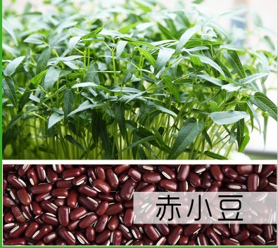 赤小豆种子 芽苗菜种子 也可做豆馅 熬粥 药材 当季新货