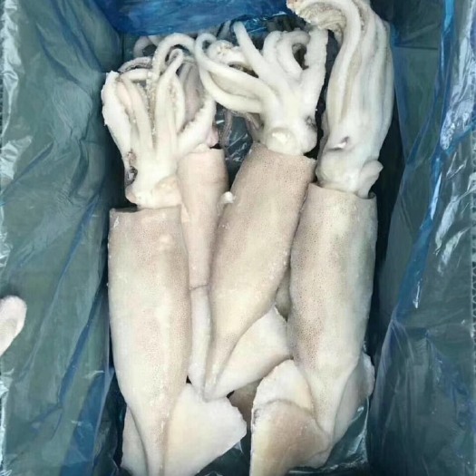 荣成市 阿尤，真鱿单冻鱿鱼现货3/4/5条