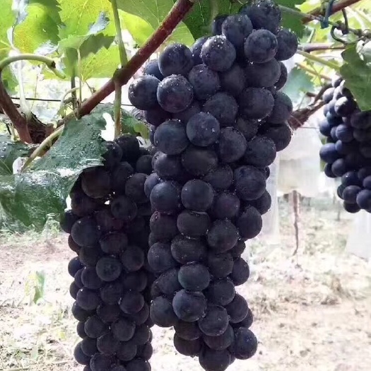 西安户太八号葡萄苗 户太八号葡萄，甜度25-30。口感甜中带点酸