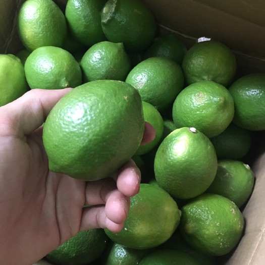 揭阳尤力克柠檬 2 - 2.6两