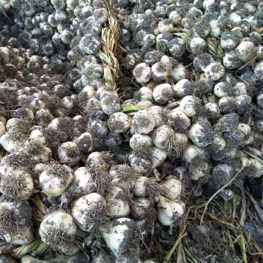 齐齐哈尔红皮大蒜 混级统货 多瓣蒜