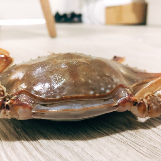 上海梭子蟹