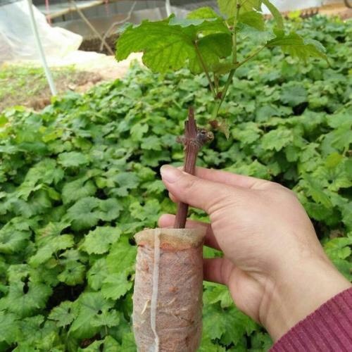 平邑县巨峰葡萄苗 葡萄杯苗 巨丰葡萄 甜蜜蓝宝石