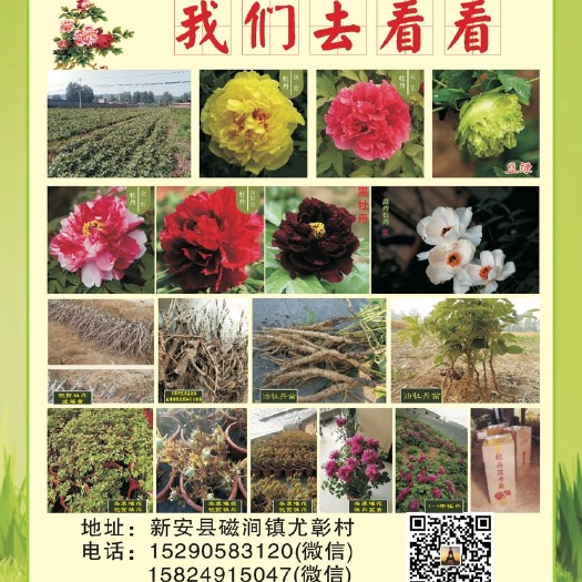 洛阳 常年出售1-4年观赏牡丹嫁接苗，保证质量，价格美丽，量大从优
