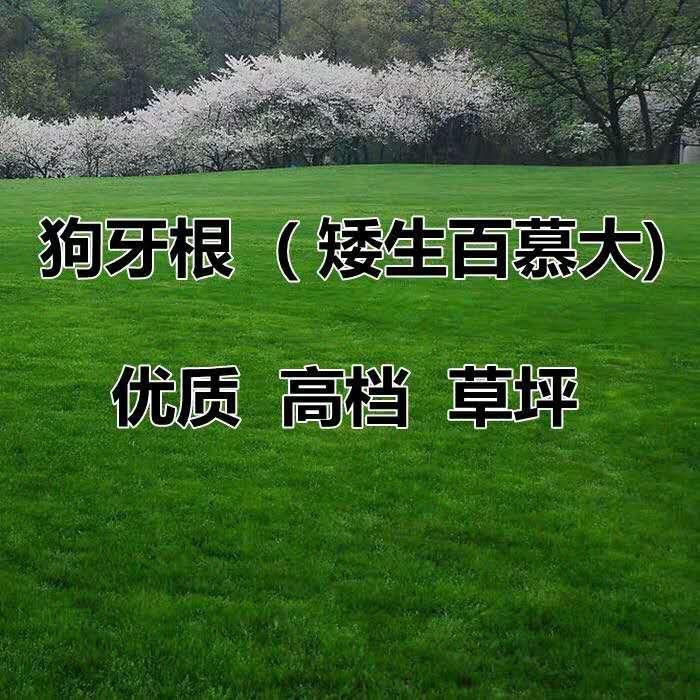 上海草坪种子狗牙根种子护坡草坪四季耐热耐旱耐践踏