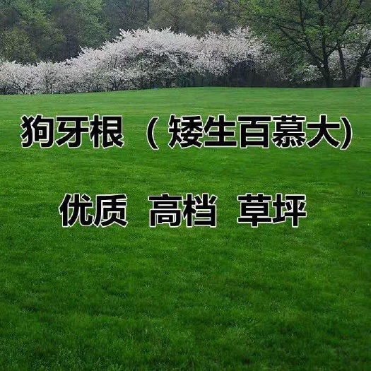 草坪种子狗牙根种子护坡草坪四季耐热耐旱耐践踏
