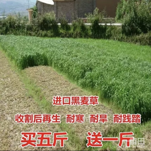 上海多年生黑麦草种子牧草种子鸡鸭鹅猪牛羊饲用草种子发芽率高秋播