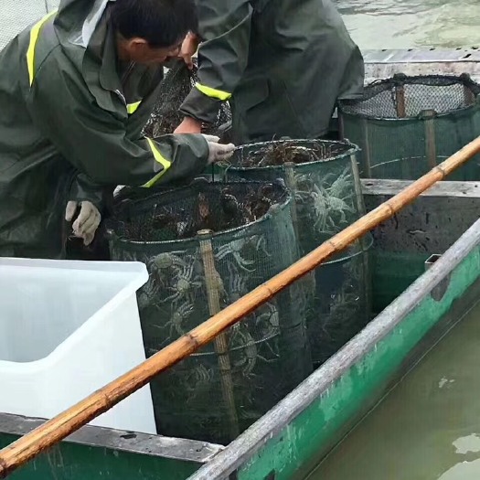 常州 蟹味千江苏名蟹长荡湖大闸蟹