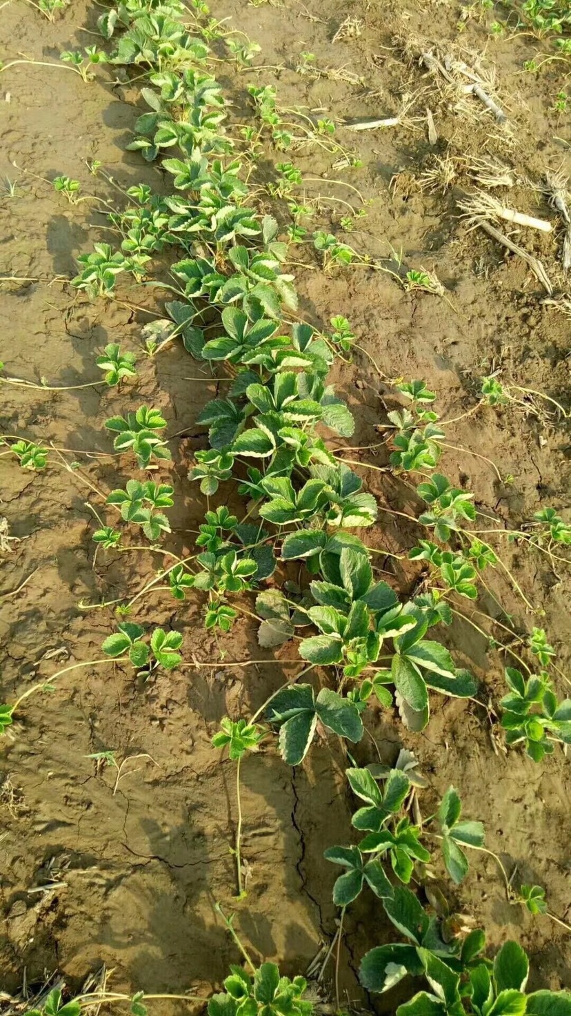 章姬草莓苗  一级矮壮苗   基地直销  保证品种