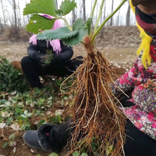 泰安蒙特瑞草莓苗 四季草莓苗