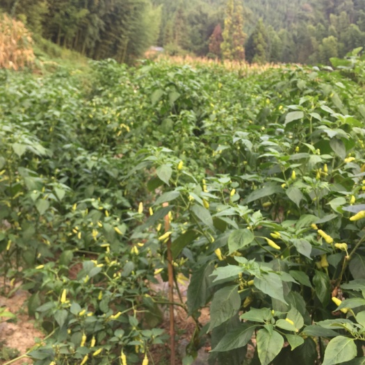 重庆市小米椒 山椒 惠农产业 产地直发 现采现摘