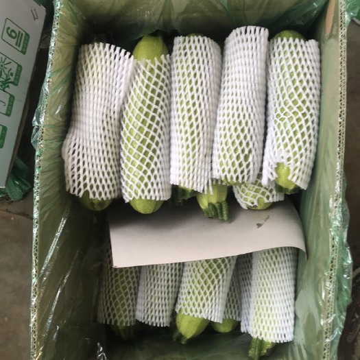 隆化县绿皮西葫芦 大批量出货