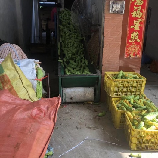 贵港 大量供应苦瓜