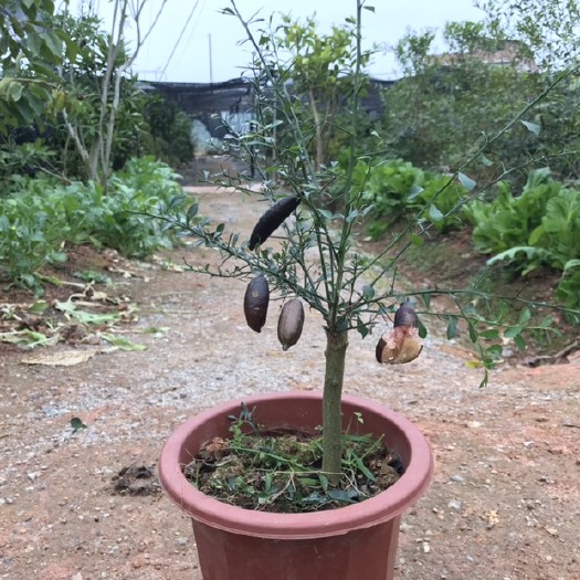 灵山县 澳洲手指柠檬苗指橙苗手指柠檬苗手指香橙苗柠檬鱼子酱苗澳洲