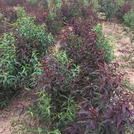 平陆县山桃苗 1~1.5米