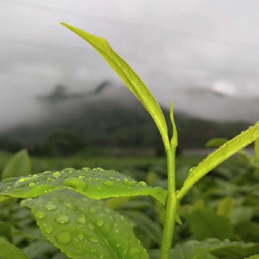 英德市英德红茶 夏茶