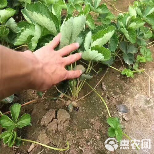  草莓苗 大量供应 品种全 价格低