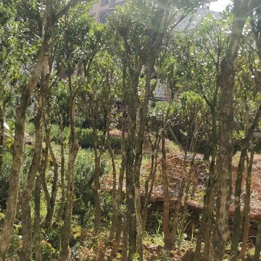漳平市 雀舌黄杨 高杆雀舌黄杨  高杆黄杨