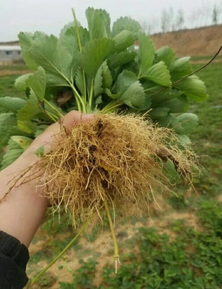 章姬草莓苗  一级矮壮苗   基地直销  保证品种