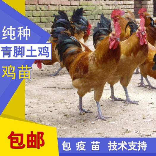 衡阳 青脚土鸡苗 优质青脚土鸡 土鸡苗批发
