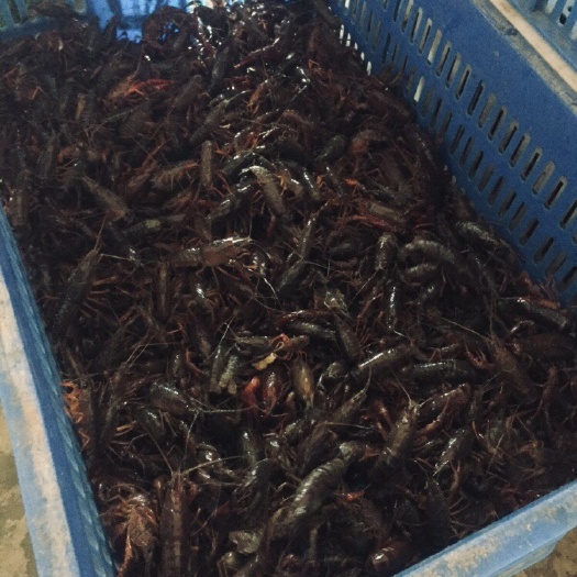洪湖市 湖北洪湖老虾苗