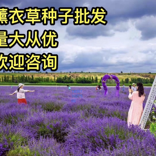 薰衣草种子法国狭叶蓝薰衣草种子全新种子香味浓