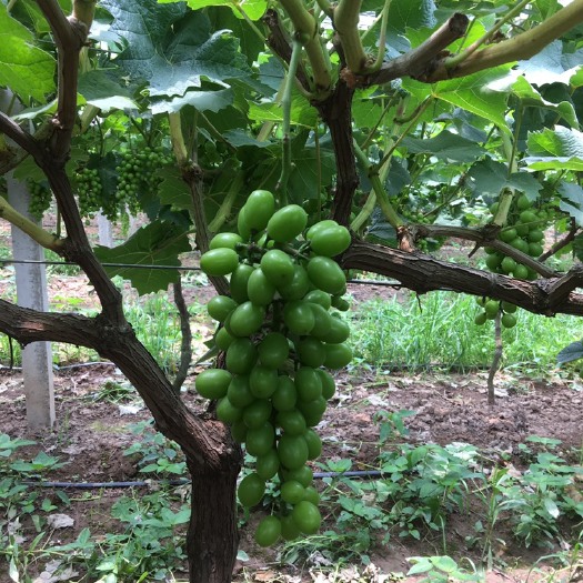 澧县 基地直供，阳光玫瑰，10元每斤