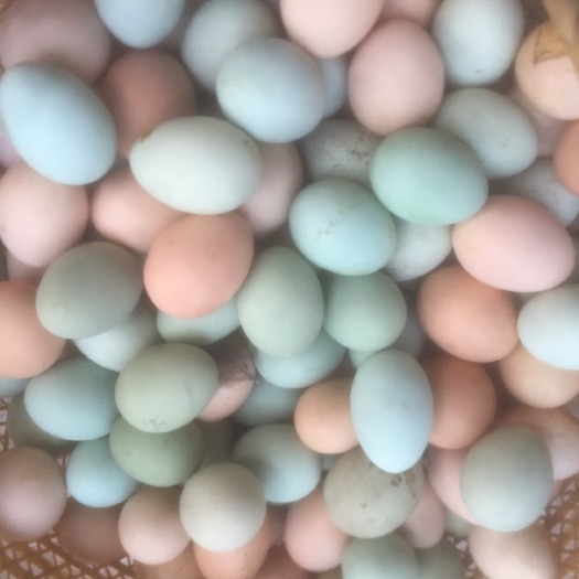 重庆市绿壳鸡蛋 食用 箱装 
