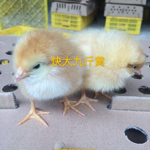 南宁九斤黄鸡苗 快大型九斤黄母苗