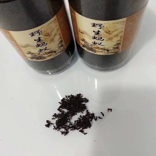  长白山蚂蚁