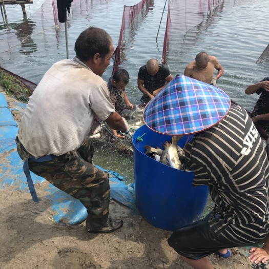 东兴市水库鲤鱼 网箱品质，池塘价格
