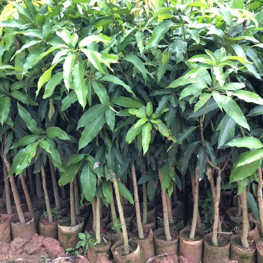 灵山县台农芒果苗