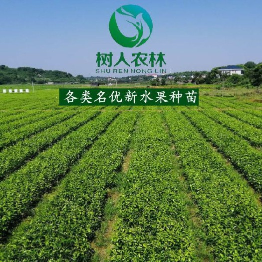 常德 伦晚脐橙苗品质优良，质量保证