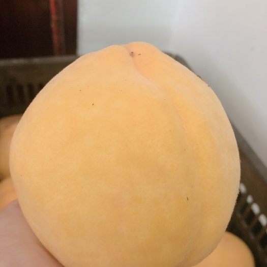 上海锦绣黄桃 欢迎看现货！质量保证！