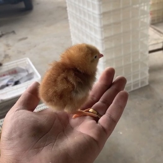 嘉祥县红玉鸡苗 统货