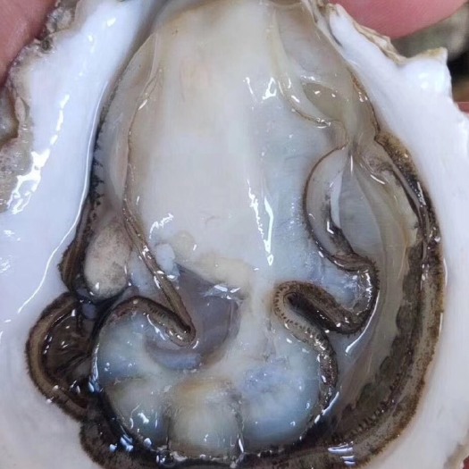 饶平县 牡蛎生蚝大量批发。一斤3块
