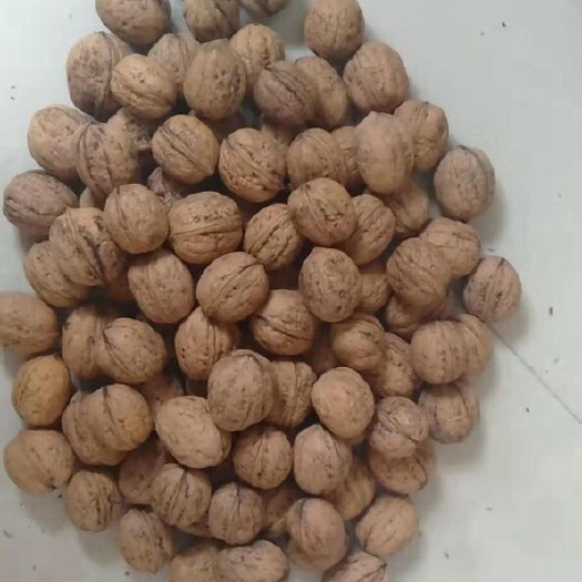 礼县香玲核桃 纯一手资源，欢迎实地考察