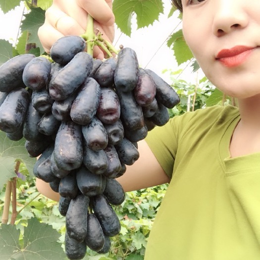兴城市 蓝宝石葡萄苗木，原产地，。批发零售