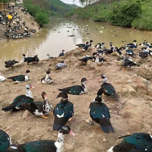 南宁黑番鸭苗