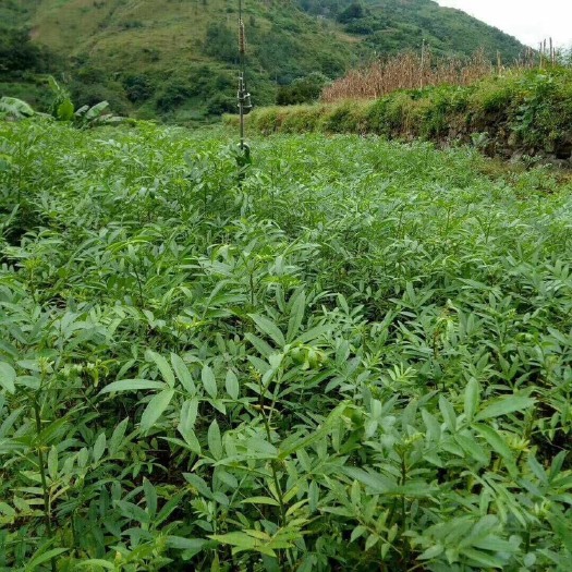 昆明 青椒花椒苗，量大从优，需要的老板联系