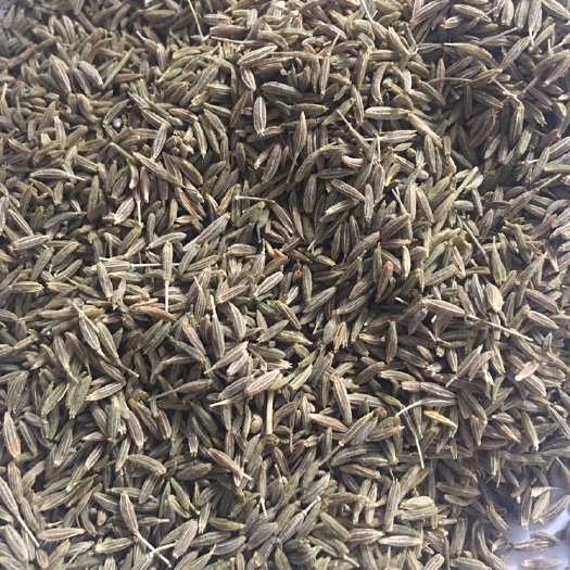 吐鲁番 新疆小茴香
