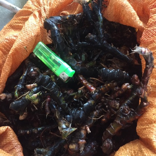 新丰县 石菖蒲出售