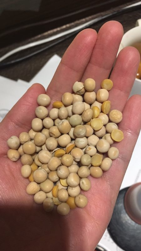 东莞市广东加拿大黄豌豆到港，新鲜供应，10月中旬供应