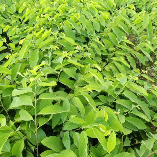 灵山县释迦果苗 凤梨释迦苗