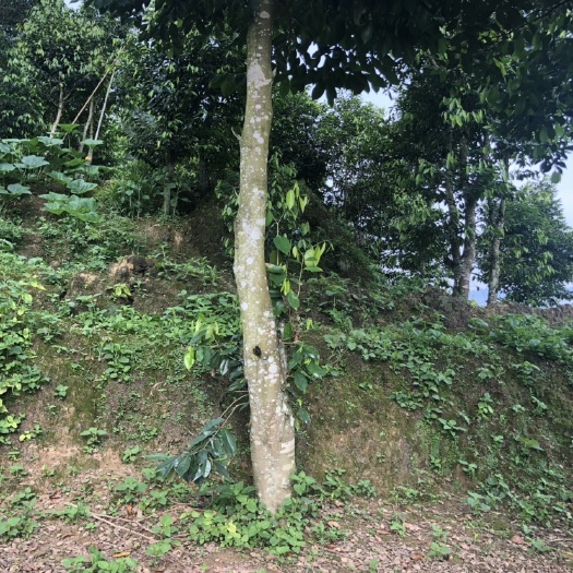 金平县 竒楠沉香树