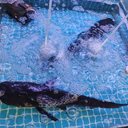 合肥雄鱼 花鲢 正宗舒城万佛湖大胖头